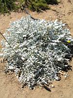 Centauree - Centaure candidissima (en Corse) (01) (Photo F. Mrugala)